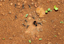 ant hole in the yard