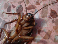 dead cockroach exterminated on the floor