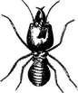 termite exterminator in teaneck new jersey