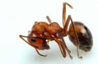 dead ant by teaneck exterminators